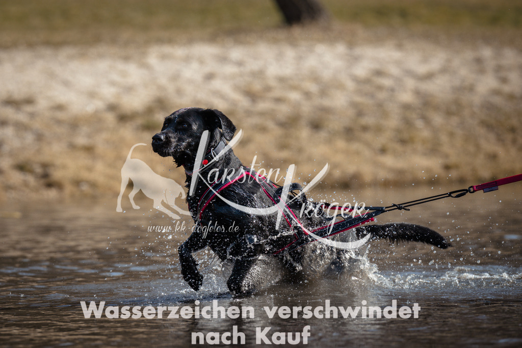 1153_ZZ97126 | kk-dogfotos