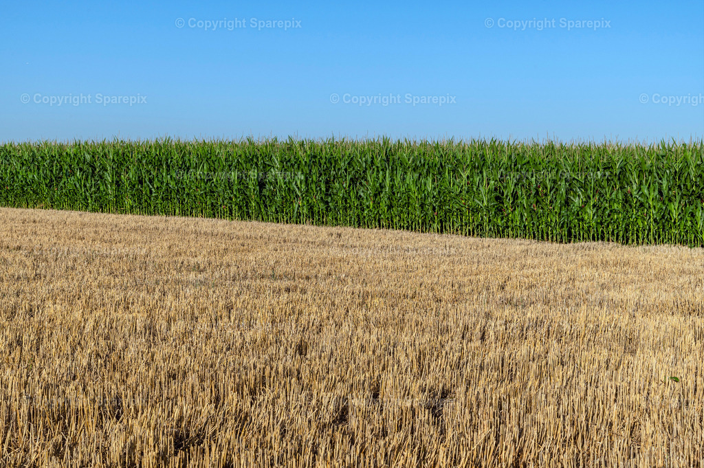 CAR_Agri_Corn5 | Camera height 1,30m - light 07/25° - Realisiert mit Pictrs.com
