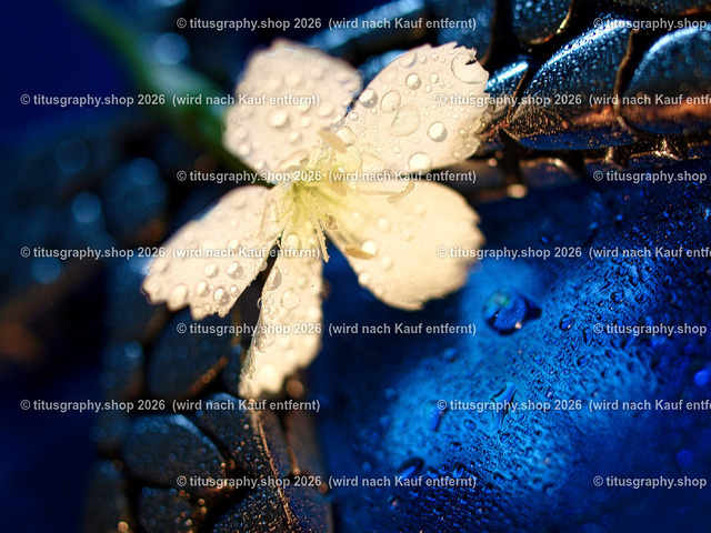 titusgraphy_P7088735-vz-ln | titusgraphy-shop: Geschenkideen mit Qualitätsfotos. titusgraphy-shop: gift ideas with quality photos. titusgraphy-shop: idées cadeaux avec photos de qualité.  - Realisiert mit Pictrs.com