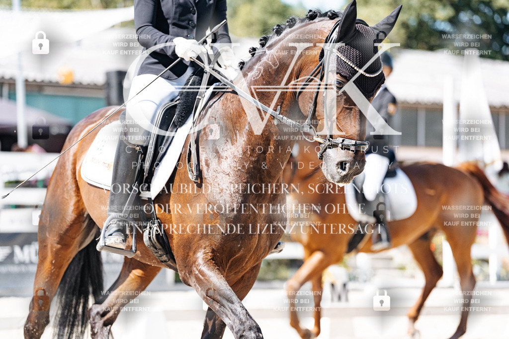 CK909482 | Turnierfotografie Pferdefotografie Trier Rheinland-Pfalz Pferdesport Reitsport Tierfotografie Sportfotografie Pferdevideo Pferdevideografie Equestrianvideography equestrianphotography  - Realisiert mit Pictrs.com