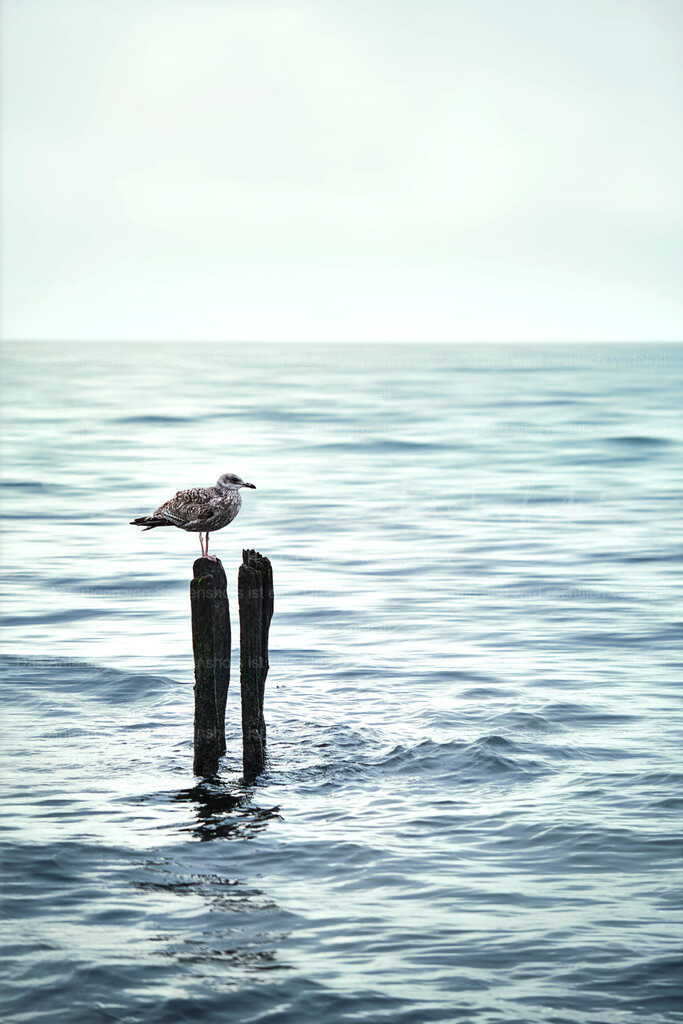 Wandbild Möve auf einer Dalbe | People- und Tierfotografie, Imageaufnahmen, Veranstaltungsfotografie und Wandbilder aus der Natur ★ Made in Germany ✔️ Druck + Downloads ✔️ Naturfotografie in Top Qualität ★ schneller Versand, weltweite Lieferung! - Realisiert mit Pictrs.com