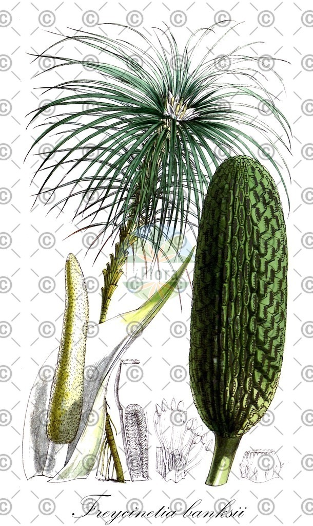 HistAbb_wfo-0000692365_1_ENZY_Simple | Historische Abbildung von Freycinetia banksii - Pandanaceae | Historical Illustration of Freycinetia banksii - Pandanaceae