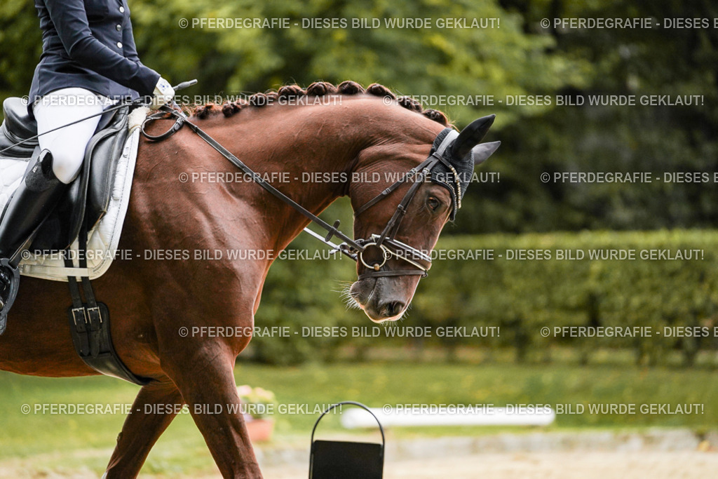 DSC06846 | Pferdegrafie