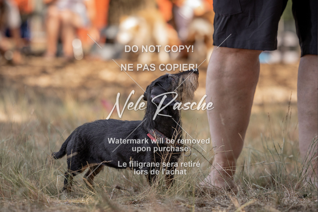 nelerasche_soDD2_31 | nelerasche