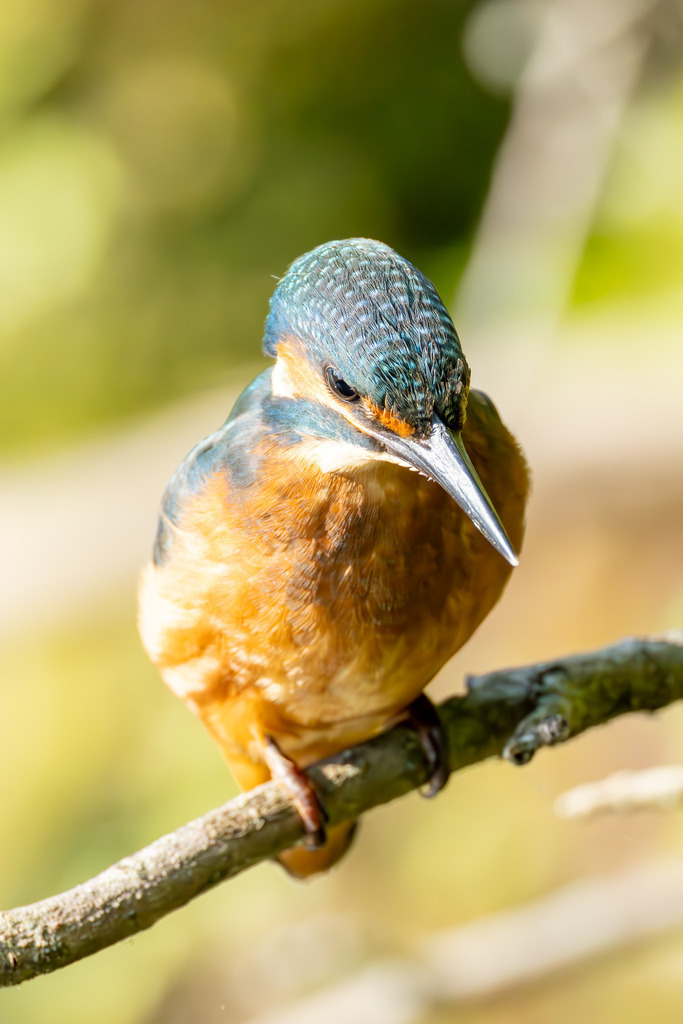 Der Eisvogel | Der Eisvogel (Alcedo atthis) ist aufgrund seines leuchtend bunten Gefieders und seiner pfeilschnellen Jagdweise eine der auffälligsten und schönsten Vogelarten Mitteleuropas. Er wird oft als "fliegender Edelstein" bezeichnet und dient als wichtiger Indikator für die Gesundheit und Naturnähe von Gewässern. - Realisiert mit Pictrs.com