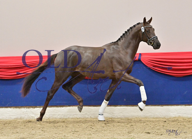 75 DE433334105020 HM Totilas - Bordeaux - Don PrimeroDSC_4928_s | <meta name="description" content="★Offizieller Merchandise und Foto-/Videostore des Oldenburger Verbandes.★ ✅Jetzt auch digital Ausdrucke erhältlich." />
<meta name="keywords" content="Merchandise Foto-/Videostore Oldenburger Verband Photographie 