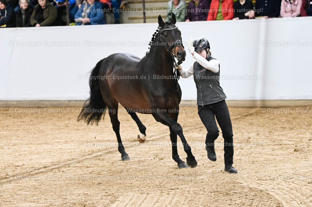 20260307_Hengstvorstellung-Marbach_0071 | equistock