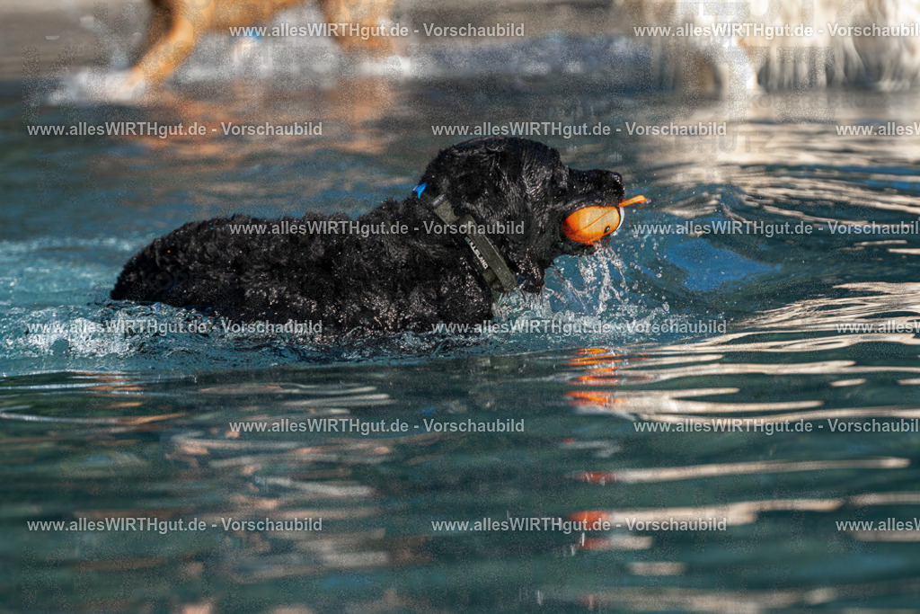 Hundeschwimmen_Volksbad_2026-allesWIRTHgut_Tierfotografie-2609061108-FAY06149 | Professionelle Tierfotografie in Mönchengladbach von Daniel Wirth (allesWIRTHgut). Liebevolle & natürliche Bilder von Hunden & Katzen für unvergessliche Erinnerungen.