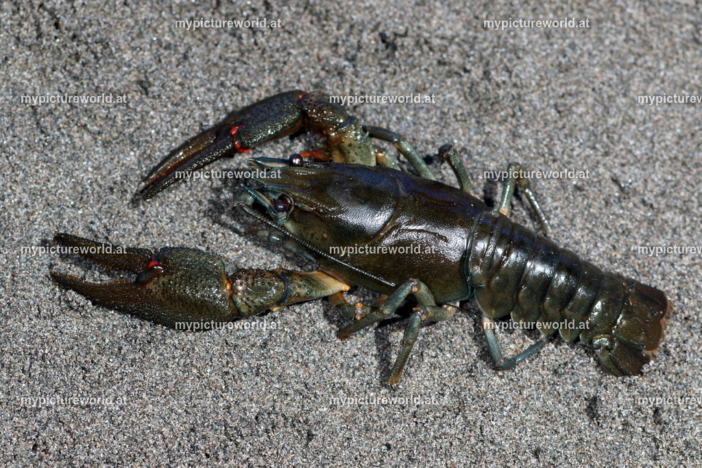 Edelkrebs-011 | Das Bilderarchiv über Tiere, Planzen und Landschaften. In der Bilddatenbank finden Sie ein große Auswahl an hochwertigen Bilder für Ihre Werbung - Realisiert mit Pictrs.com