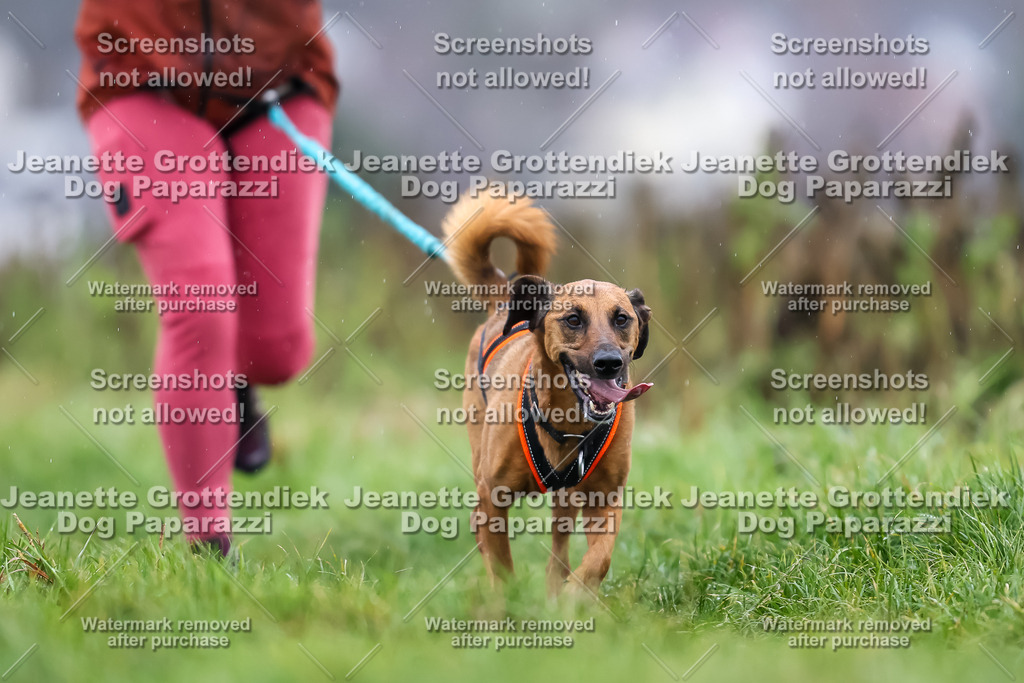 Dog Paparazzi - Herkules Race  2025-66 | Dog Paparazzi Jeanette Grottendiek Fotografie & Videografie