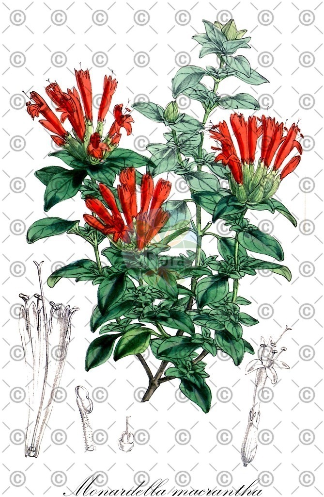 HistAbb_EMP_28798_SRC_HistAbb_Lindman_1901-1905_FLORAD_SIMPLE | Historische Abbildung von Monardella macrantha - Lamiaceae | Historical Illustration of Monardella macrantha - Lamiaceae