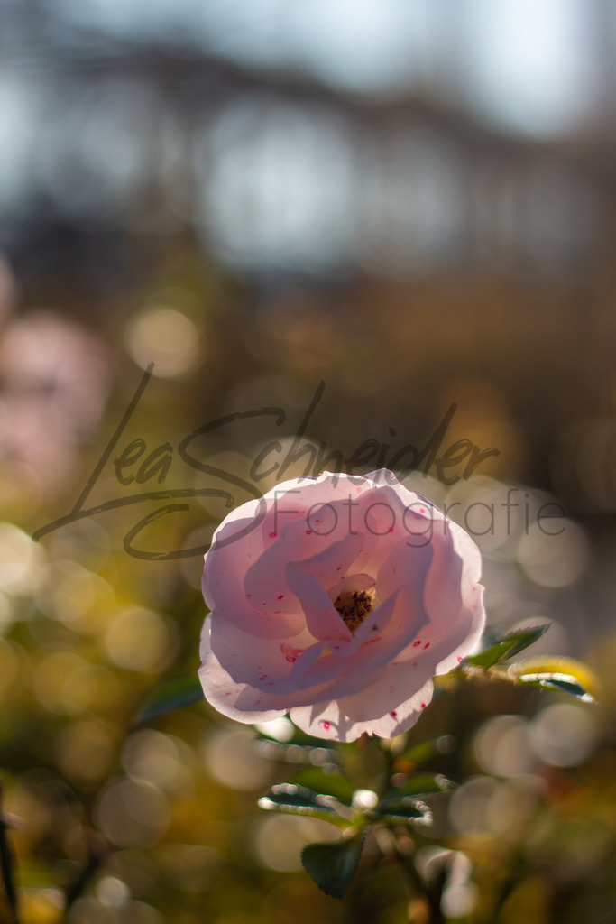 Natur & Tiere 7 | Blume - Realisiert mit Pictrs.com