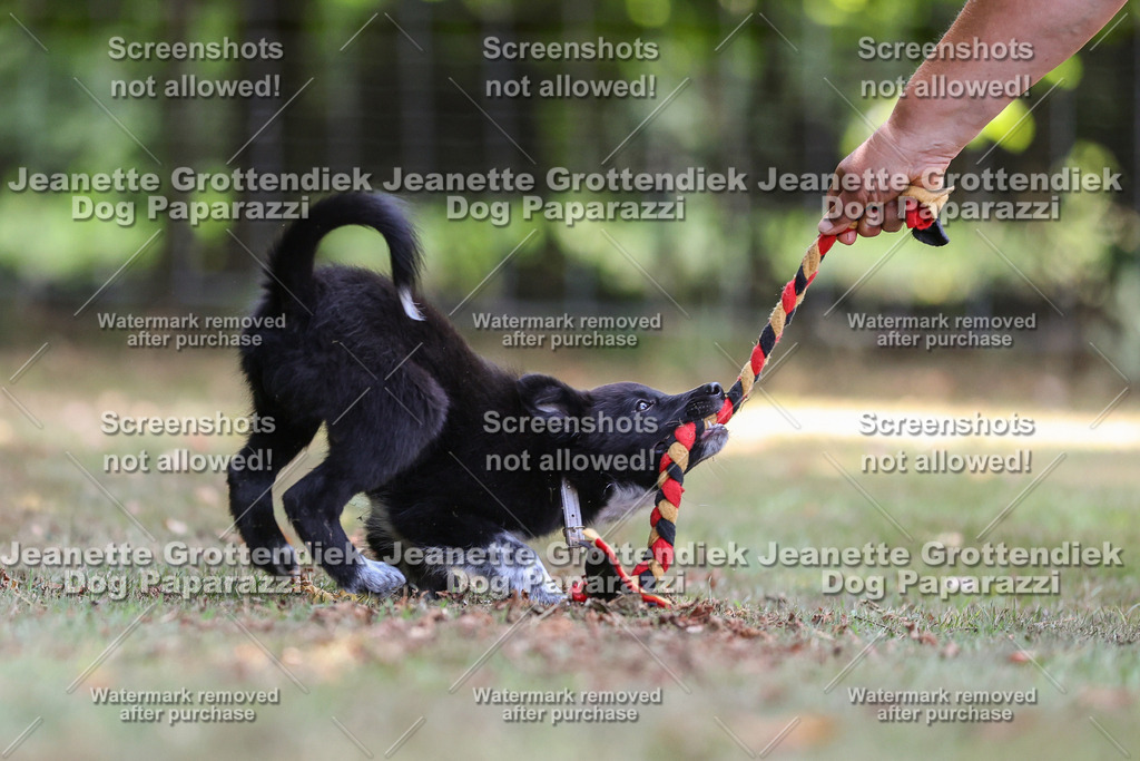 Dog Paparazzi -  Agiltiy Greffen 0826-557 Kopie | Dog Paparazzi Jeanette Grottendiek Fotografie & Videografie - Realisiert mit Pictrs.com