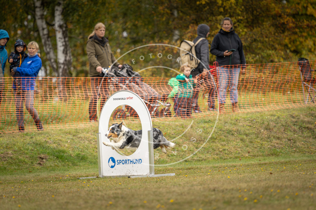 Pfotenfotografie_DV3A4651 | Hundefotografie, Tierfotograf, Pfotenfotografie, Fotoshooting Hund, Hunde Portrait, Hundesport, Hundeportraits, Heideshooting, Hunde, Sportfotograf, Hundefotograf, Turnierhundsport, THS,  - Realisiert mit Pictrs.com