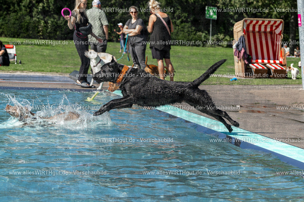 Hundeschwimmen_Volksbad_2026-allesWIRTHgut_Tierfotografie-2609061325-FAY06725 | Professionelle Tierfotografie in Mönchengladbach von Daniel Wirth (allesWIRTHgut). Liebevolle & natürliche Bilder von Hunden & Katzen für unvergessliche Erinnerungen.