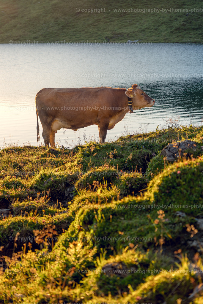 Kühe am Torsee copyright  Thomas Pfister-2 | PHOTOGRAPHY BY THOMAS PFISTER