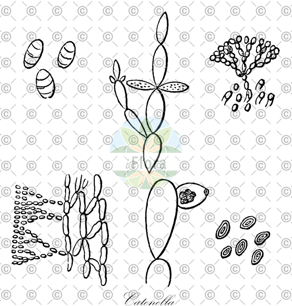 HistAbb_wfo-0000819313_1_ENZY_Simple | Historische Abbildung von Catenella - Caulacanthaceae (0) | Historical Illustration of Catenella - Caulacanthaceae (0)