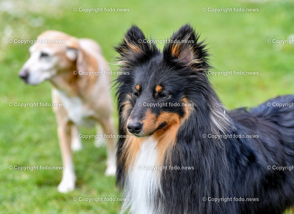 Hund_ Hunde_ Freilaufzone_ 17.05.2021-29 | 17.05.2021, Linz, AUT, Hund, Hunde, im Bild Hund, Hunde, spazieren, Freilaufzone, Spazierweg, spielende Hunde, Arrigo, Sheltie, Shetland Sheepdog, Luigi, Mischling