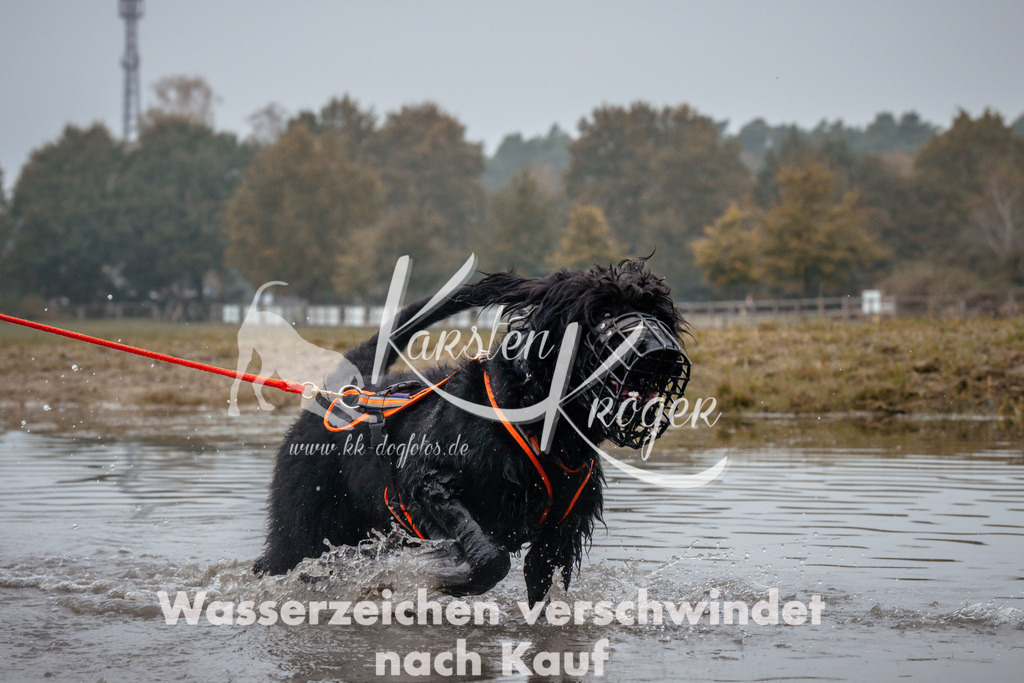 1034_ZZ90274 | kk-dogfotos