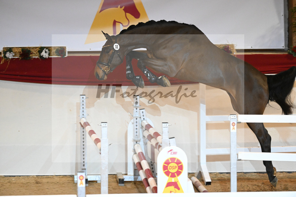 Kat-Nr. 32 Tangelo v d Zuuthoeve_Schlamminger GmbH_1231066 | hf-fotografie - Realisiert mit Pictrs.com