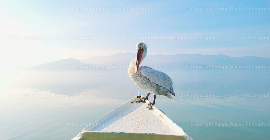 Pelikane (1) | PeggyRaschPhotography - Realisiert mit Pictrs.com