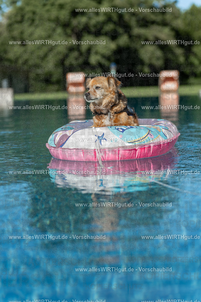 Hundeschwimmen_Volksbad_2026-allesWIRTHgut_Tierfotografie-2609061048-095834-7R509209 | Professionelle Tierfotografie in Mönchengladbach von Daniel Wirth (allesWIRTHgut). Liebevolle & natürliche Bilder von Hunden & Katzen für unvergessliche Erinnerungen.