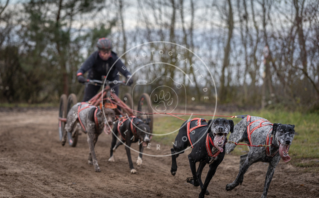Pfotenfotografie_DV3A6032 | Hundefotografie, Tierfotograf, Pfotenfotografie, Fotoshooting Hund, Hunde Portrait, Hundesport, Hundeportraits, Heideshooting, Hunde, Sportfotograf, Hundefotograf, Turnierhundsport, THS,  - Realisiert mit Pictrs.com