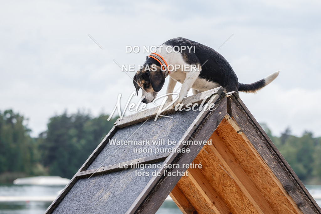 nelerasche_BuHu2026_So1530-Ende_37 | nelerasche