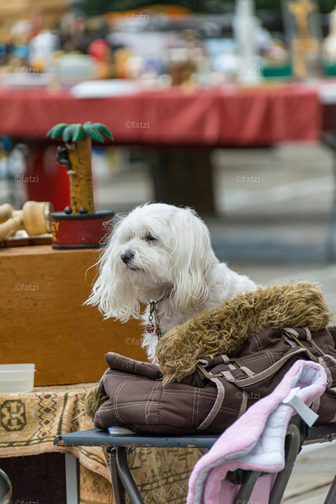 Graz-Juni19_20190803-080546 | Fatzi Bilder-Archiv! 
Die Bilder sind für private Nutzung lizenzfrei. Die kommerzielle Nutzung ist möglich und erwünscht, jedoch bitte ich um vorherige Kontaktaufnahme per E-Mail (info@fatzi.at) oder unter +43 650 7828269 - Realisiert mit Pictrs.com