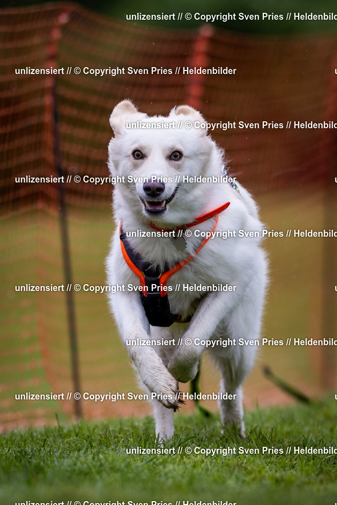 Sven Pries | 2024-04-21 - Hunderennen Baden-Oos
Foto: Sven Pries - Realisiert mit Pictrs.com