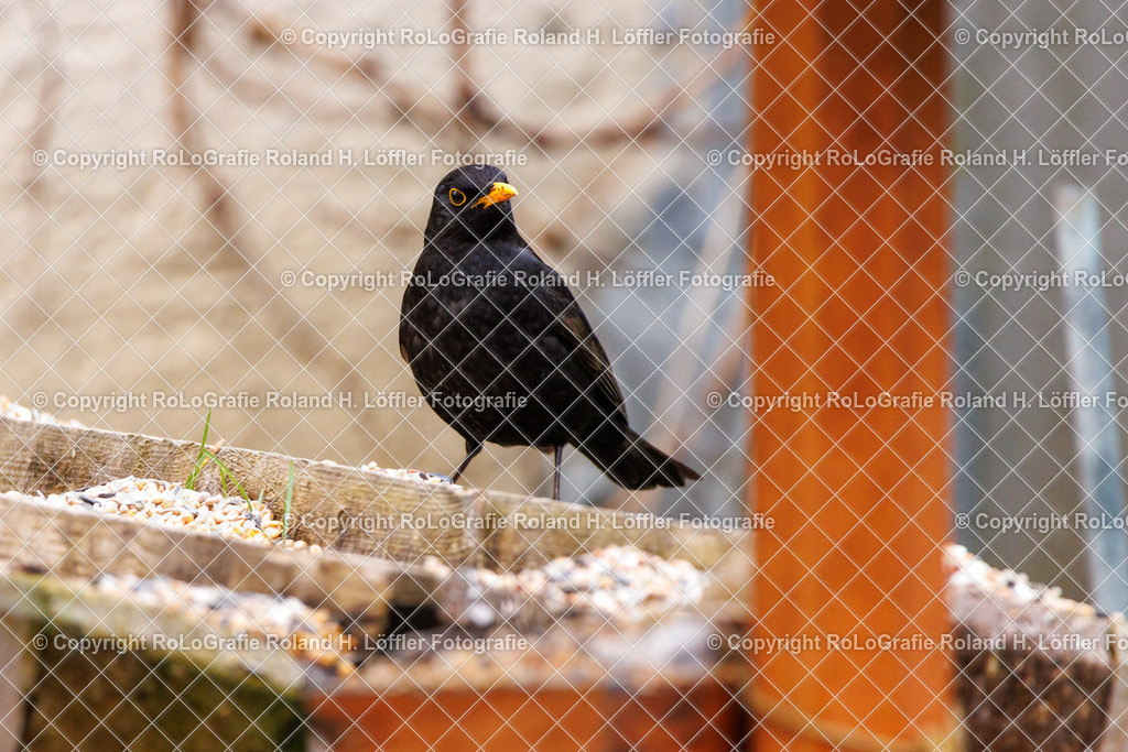 Wildvögel_15 | Singvogel in freier Natur im Garten - Realisiert mit Pictrs.com