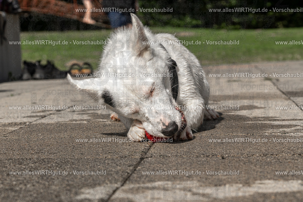Hundeschwimmen_Volksbad_2026-allesWIRTHgut_Tierfotografie-2609061526-FAY07216 | Professionelle Tierfotografie in Mönchengladbach von Daniel Wirth (allesWIRTHgut). Liebevolle & natürliche Bilder von Hunden & Katzen für unvergessliche Erinnerungen.