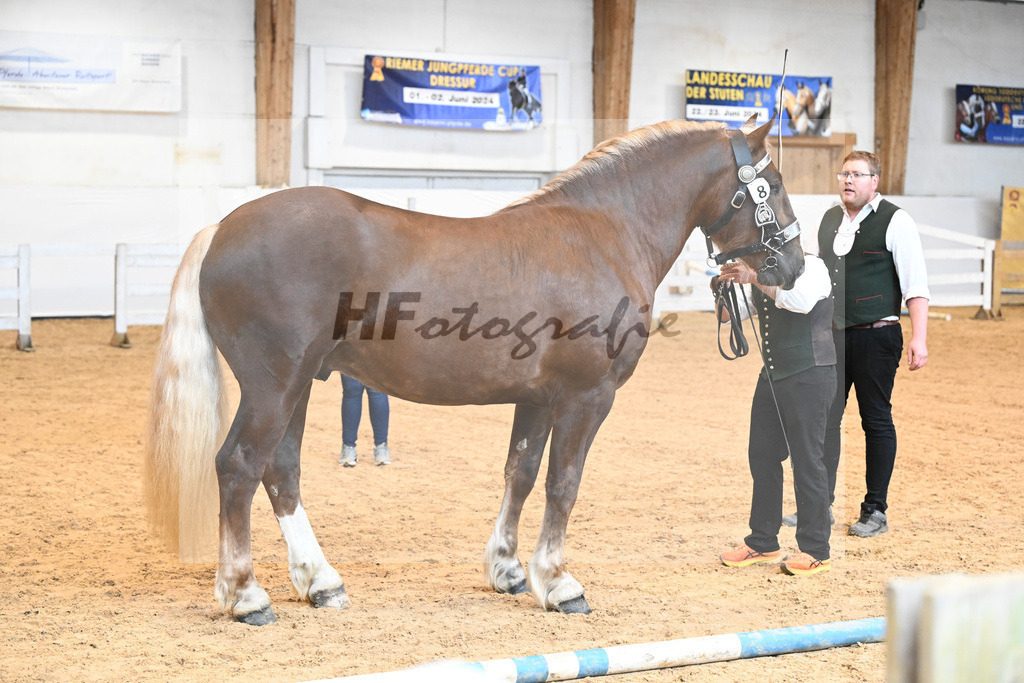 Kat-Nr. 8 v. Valegro_Glonecker_6240070 | hf-fotografie - Realisiert mit Pictrs.com