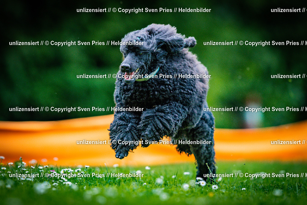 Sven Pries | 2025-05-29 - Pudelrennen KA-Durlach - Realisiert mit Pictrs.com