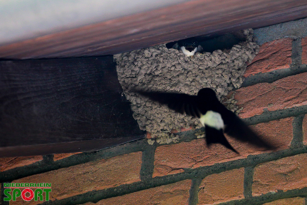 Mehlschwalben_bei_Otto11062025_011 | Bildergalerie von Sport-Ereignissen aber auch von weiteren spannenden Dingen - nicht nur vom Niederrhein. In Anlehnung an den bekannten Spruch von Hanns Dieter Hüsch heißt das Motto: "Niederrhein ist überall".  - Realisiert mit Pictrs.com