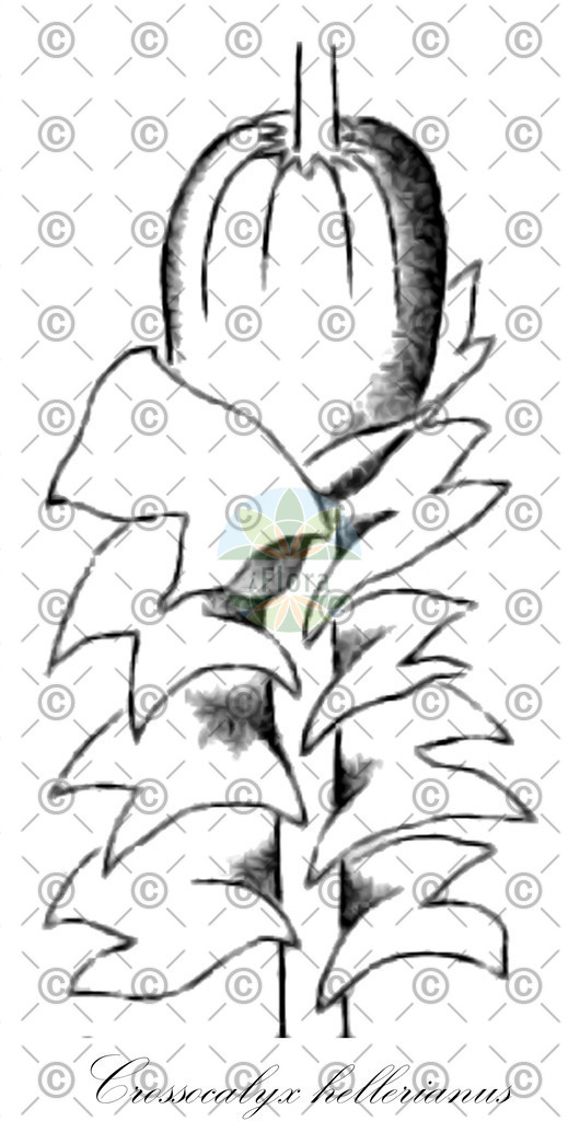 HistAbb_wfo-0001181042_1_ENZY_Simple | Historische Abbildung von Crossocalyx hellerianus - Anastrophyllaceae | Historical Illustration of Crossocalyx hellerianus - Anastrophyllaceae