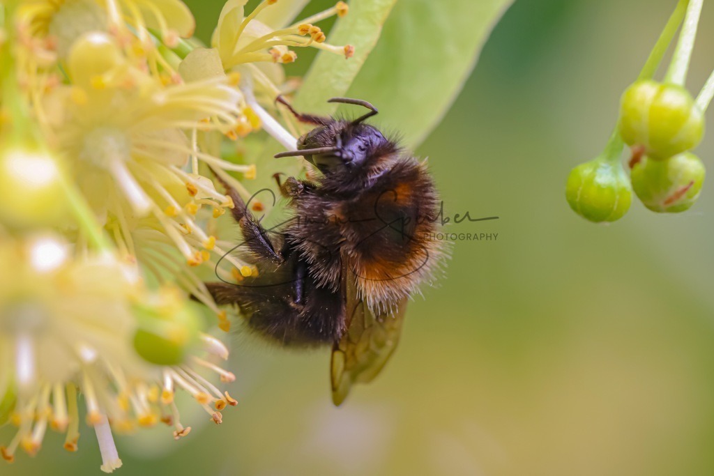 Hummel an Lindenblüte | Simone Sperber, svb-photography,Fotografin,Bilddesignerin,Naturfotografie,Macrofotografie,Tierfotografie,Wildtierfotografie,Ausstellungen,Auftragsfotografie,Kunst,Art,Photographer,Shootings,Bildberatbeitung,Galerie,Shop