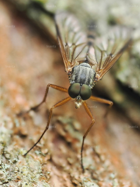 Gemeine Schnepfenfliege (Rhagio scolopaceus) | Inanta - Realisiert mit Pictrs.com