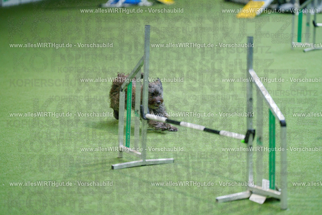 @allesWIRTHgut_Tierfotografie - www.allesWIRTHgut.de - 2604250851-7R507940 | Professionelle Tierfotografie in Mönchengladbach von Daniel Wirth (allesWIRTHgut). Liebevolle & natürliche Bilder von Hunden & Katzen für unvergessliche Erinnerungen.