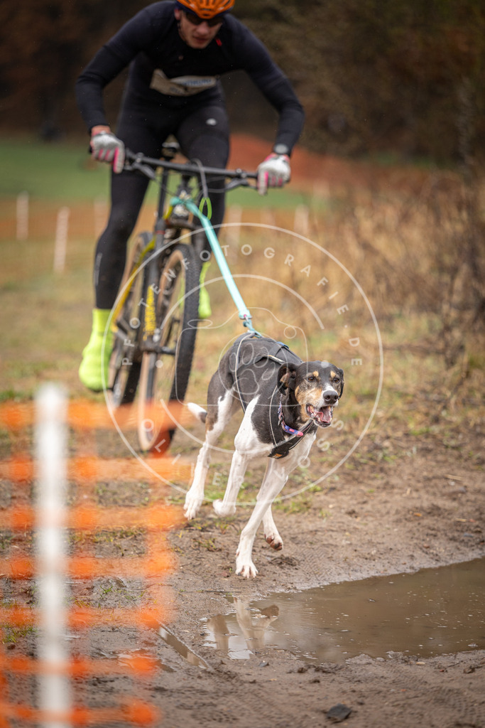 DV3A9014 | Hundefotografie, Tierfotograf, Pfotenfotografie, Fotoshooting Hund, Hunde Portrait, Hundesport, Hundeportraits, Heideshooting, Hunde, Sportfotograf, Hundefotograf, Turnierhundsport, THS,  - Realisiert mit Pictrs.com