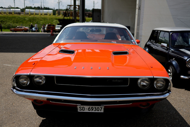 Calag_Oldtimer2025-28 | Ich fotografiere Hundeausstellungen, Sportanlässe, Zuchtstätten, Hundezucht, Hundeportrait, Lagotto - Realisiert mit Pictrs.com