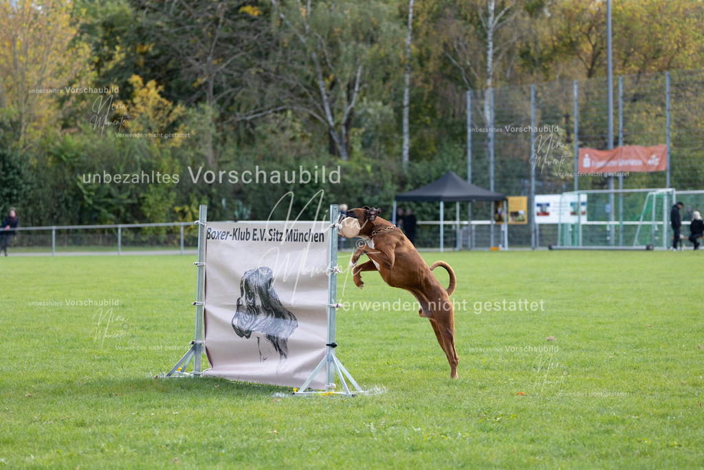 _16A6767 | Einzigartige Fotos von Hunden & Menschen –Actionfotos, Portraits, Vereinsaufnahmen & Paarshootings – authentisch, lebendig & mit Herz.