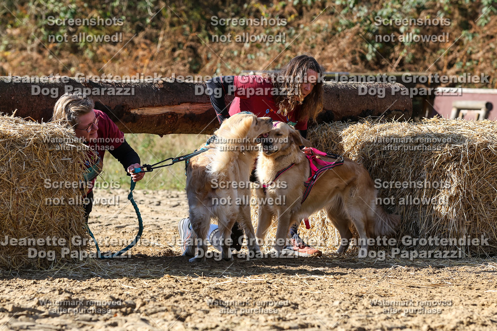 Dog Paparazzi - Strongdog 10-25-4748 | Dog Paparazzi Jeanette Grottendiek Fotografie & Videografie - Realisiert mit Pictrs.com