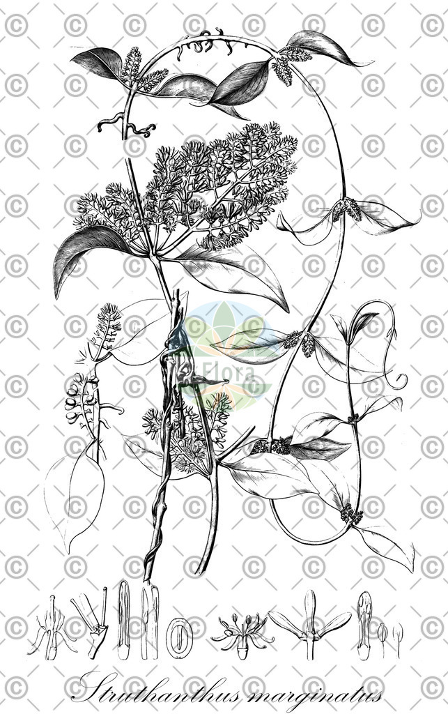 HistAbb_7PK6_10_ENZY_Simple | Historische Abbildung von Struthanthus marginatus - Loranthaceae | Historical Illustration of Struthanthus marginatus - Loranthaceae