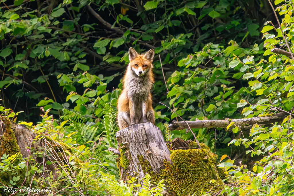 Fuchs | Holzisphotography, Landschaftsfotografie, Wildlifefotogorafie - Realisiert mit Pictrs.com