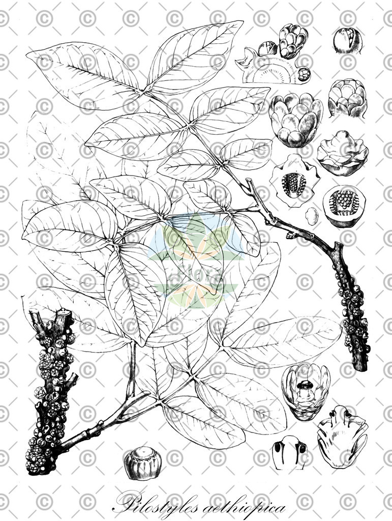 HistAbb_wfo-0001151880_1_ENZY_Simple | Historische Abbildung von Pilostyles aethiopica - Apodanthaceae | Historical Illustration of Pilostyles aethiopica - Apodanthaceae