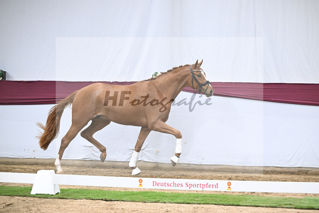 Kat-Nr. 137 Zackerey x Sarkozy_Joachim May_47254641 | hf-fotografie - Realisiert mit Pictrs.com