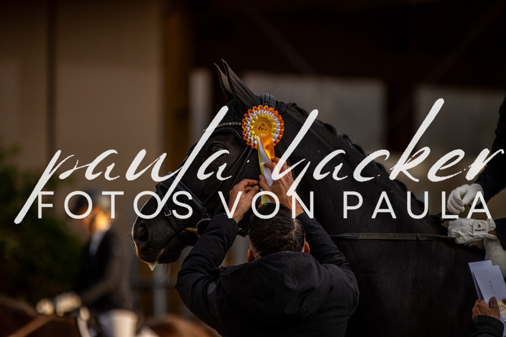 IMG_4688 | Erleben Sie dynamische Sport- und emotionale Tierfotografie in Süddeutschland mit Fotos von Paula. Spezialisiert auf Pferde- und Hundefotografie sowie Sportevents. Kontaktieren Sie mich für einzigartige und ausdrucksstarke Bilder Ihrer besonderen Momente. - Realisiert mit Pictrs.com