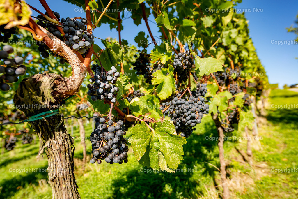 Trauben | Bensheim, Weinberge, Rotwein, Trauben, ,, Bild: Thomas Neu