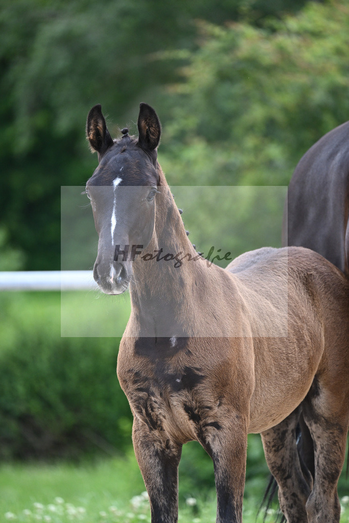 Diamant de Plaisir x Stakkato Gold_HF_Joas_20240272 | hf-fotografie - Realisiert mit Pictrs.com